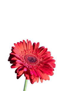 Daisy Flower